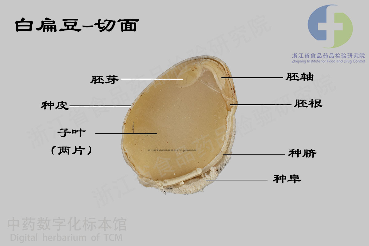 白扁豆 药材 资料图