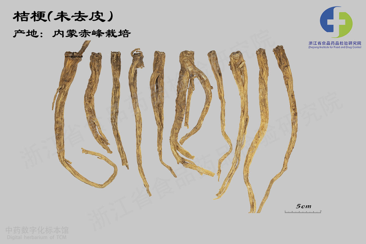 桔梗 桔梗（未去皮） 资料图