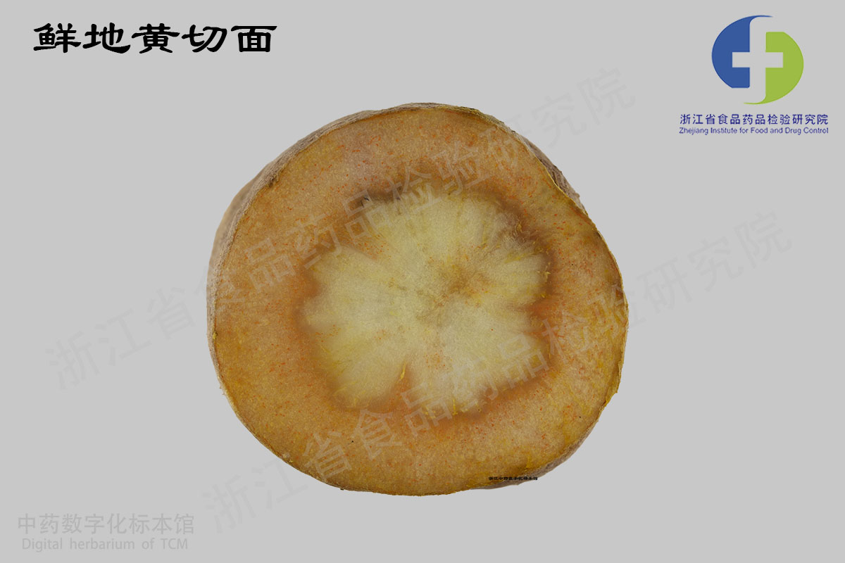 地黄 鲜地黄 资料图