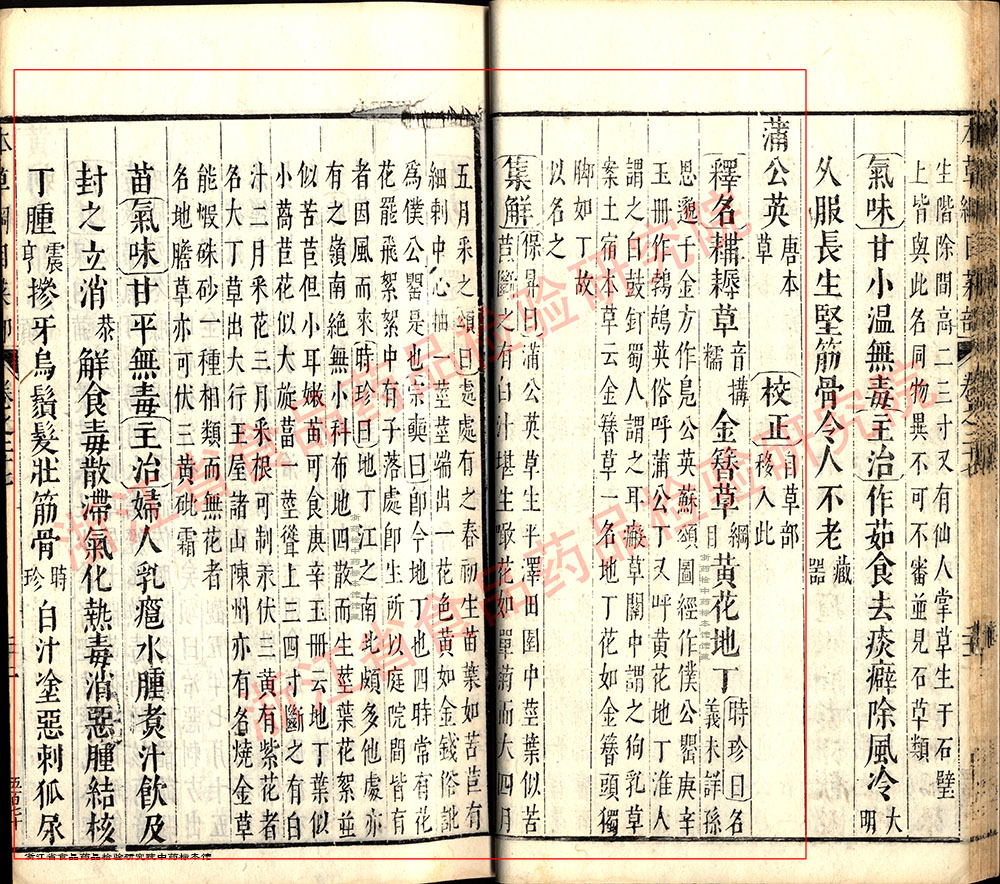 蒲公英 明-《本草纲目》 资料图