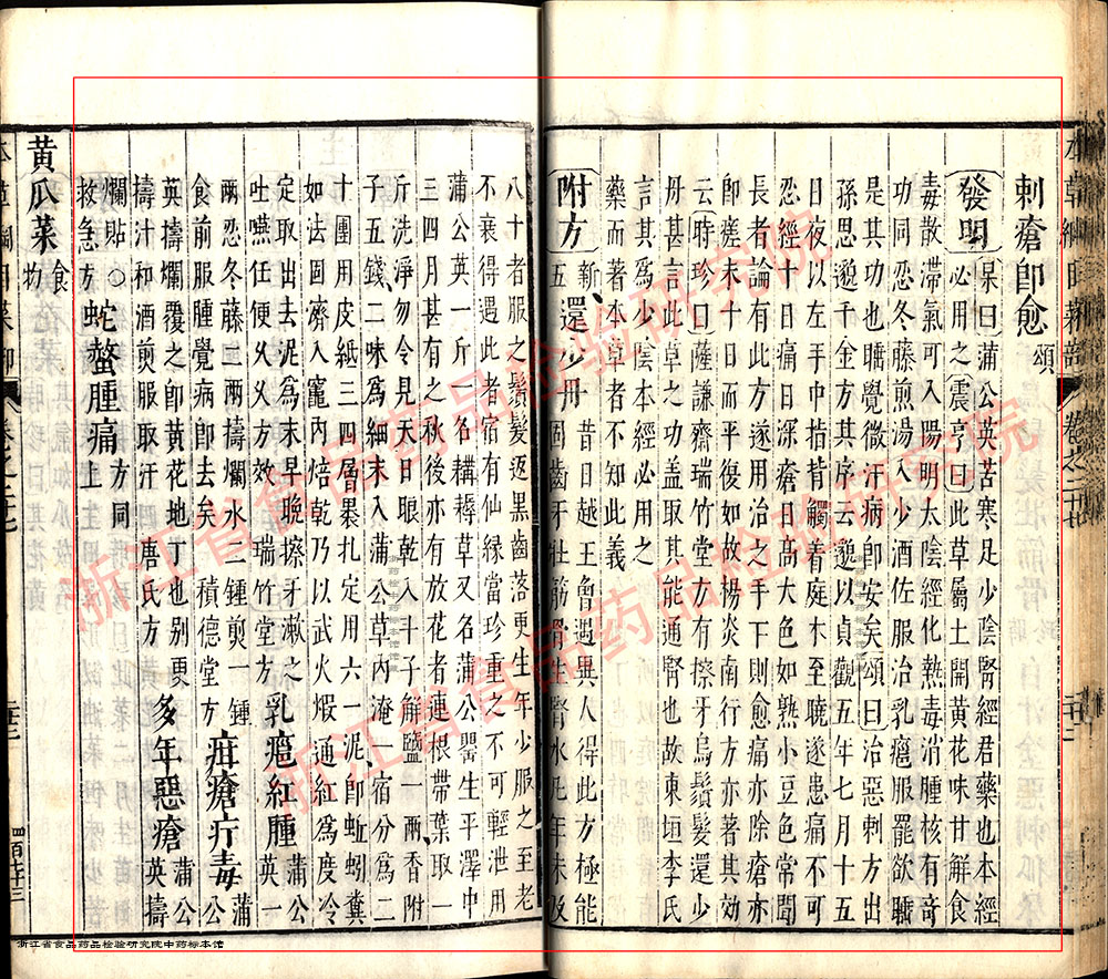蒲公英 明-《本草纲目》 资料图