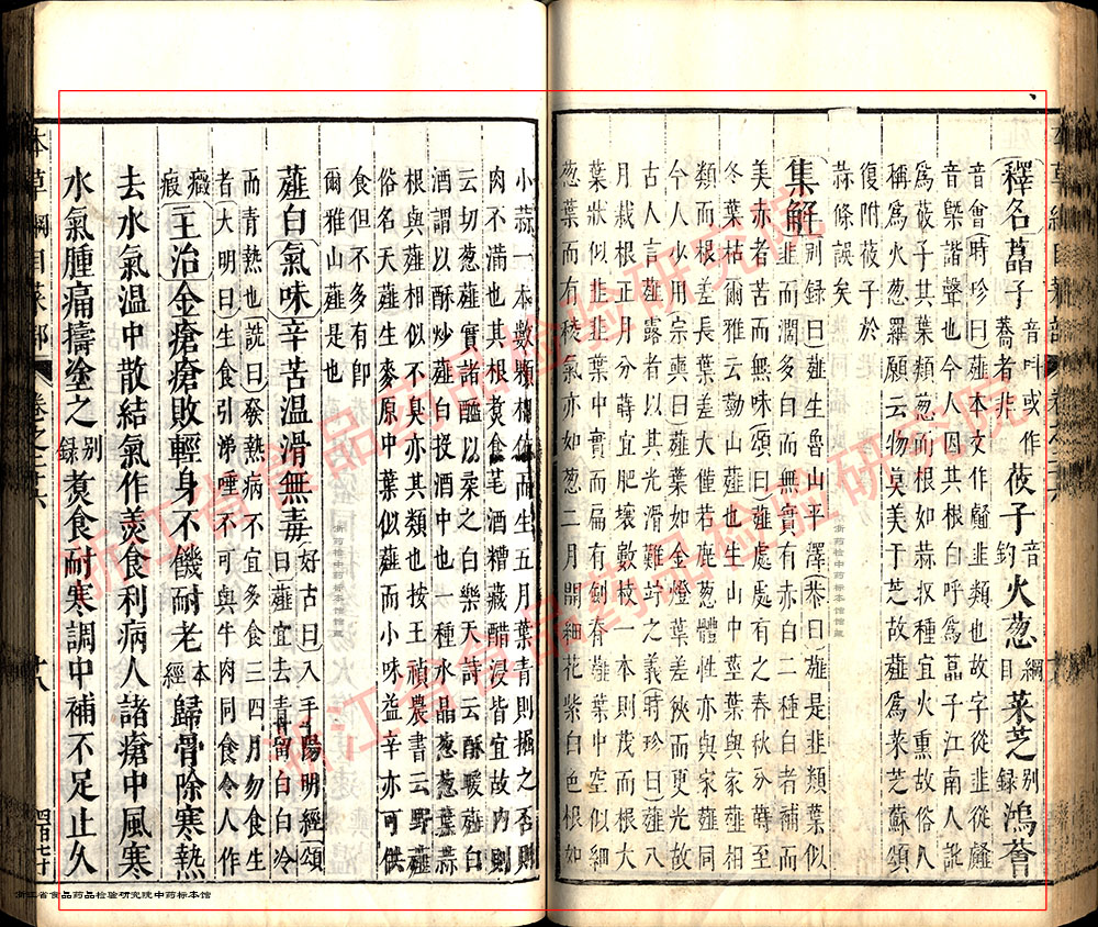 薤白 明-《本草纲目》 资料图