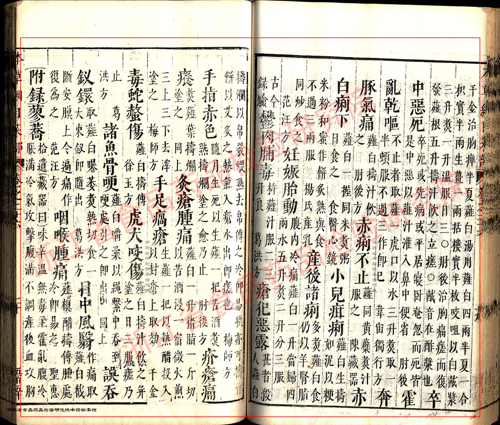 薤白 明-《本草纲目》 资料图