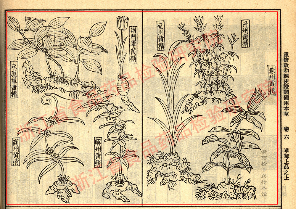 黄精 宋 《证类本草》 资料图