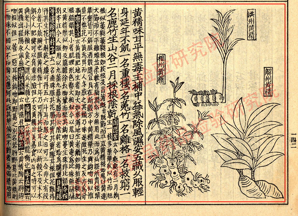 黄精 宋 《证类本草》 资料图