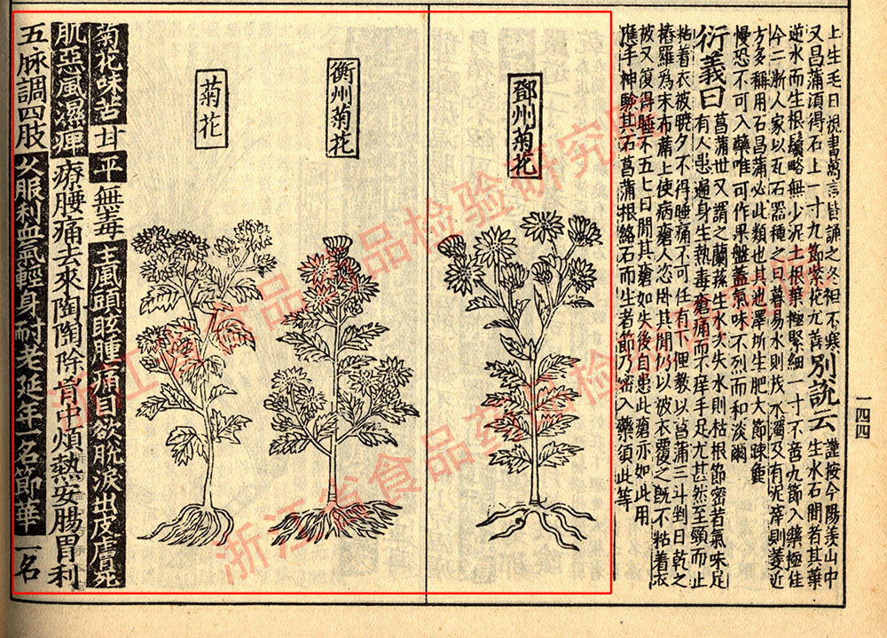 1680500334727063200.jpg 菊花 宋-《证类本草》 资料图