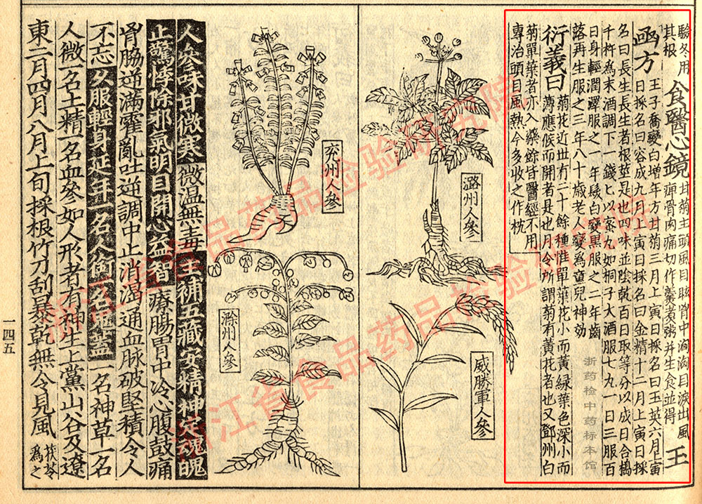 1680500345893078456.jpg 菊花 宋-《证类本草》 资料图