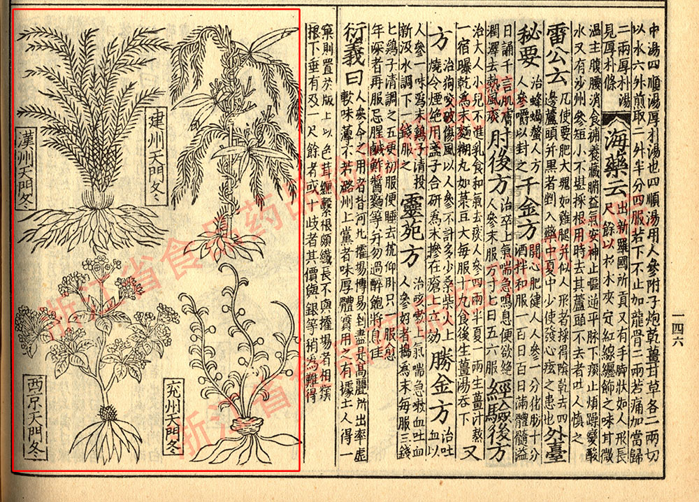 天冬 宋 《证类本草》 资料图