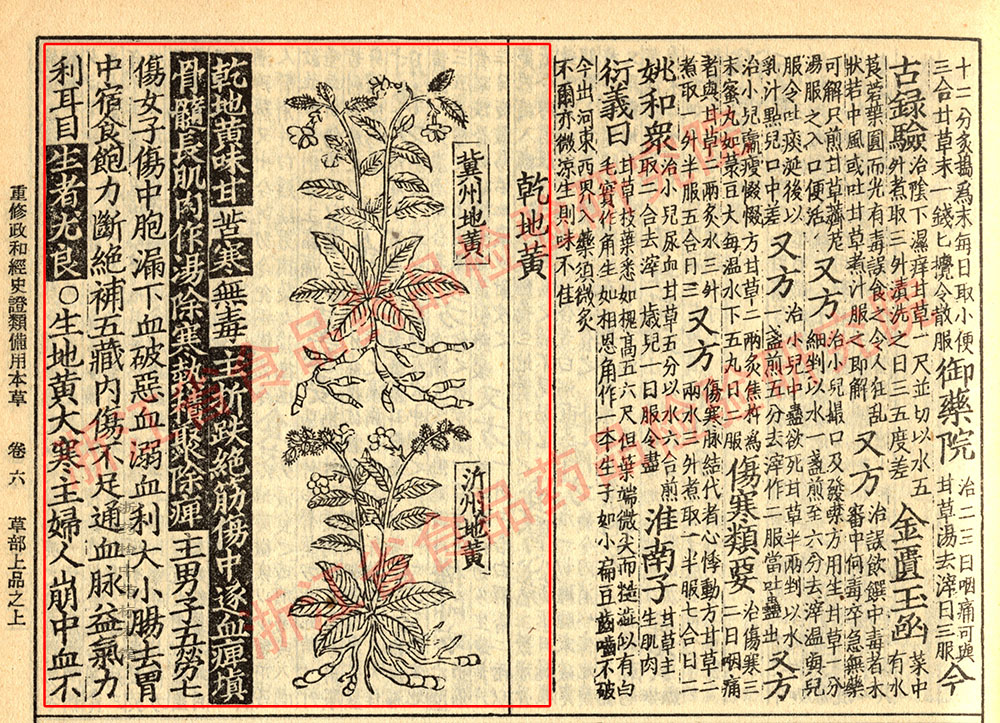 地黄 宋 《证类本草》 资料图