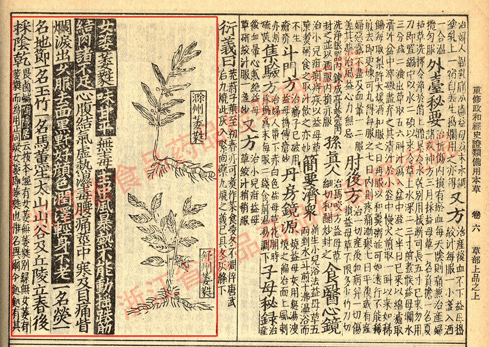 玉竹 宋-《证类本草》 资料图