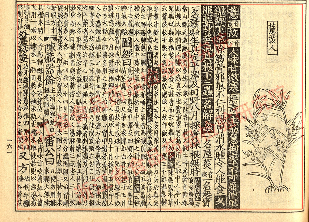 薏苡仁 宋- 《证类本草》 资料图