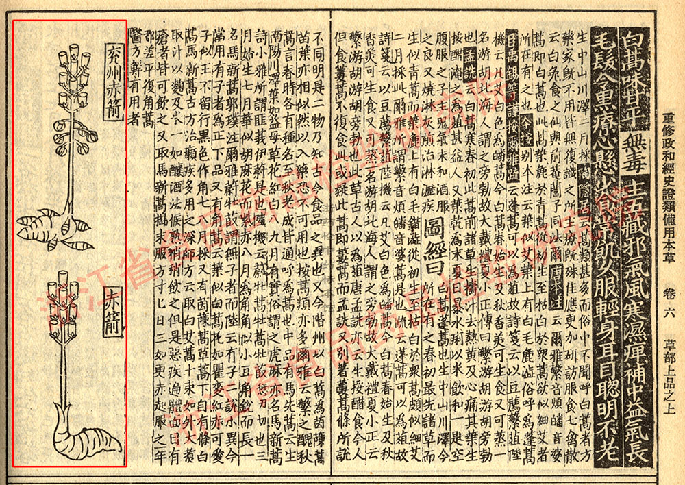 天麻 宋 《证类本草》 资料图