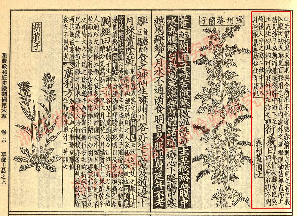 天麻 宋 《证类本草》 资料图