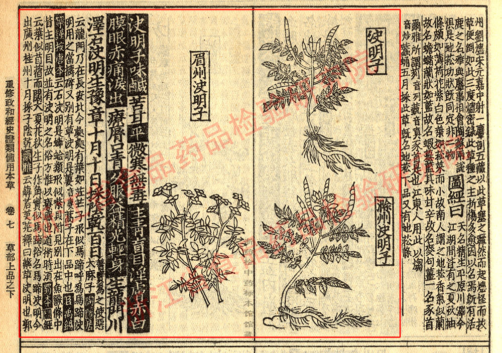 决明子 宋 《证类本草》 资料图
