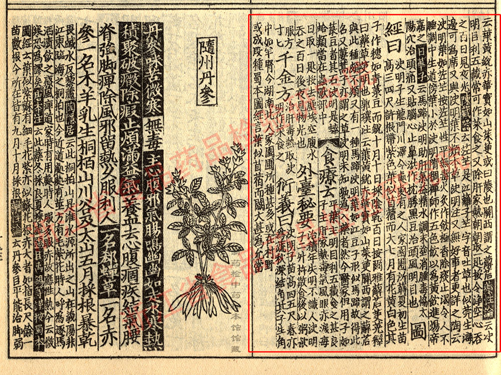 决明子 宋 《证类本草》 资料图