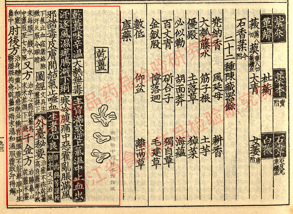 干姜 宋 《证类本草》 资料图