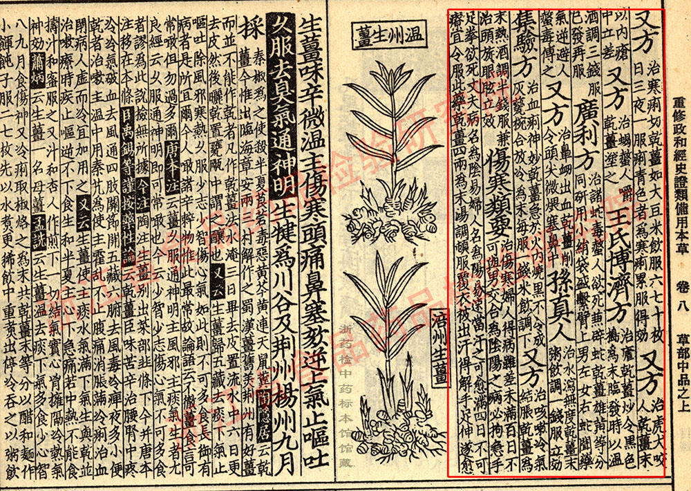 干姜 宋 《证类本草》 资料图