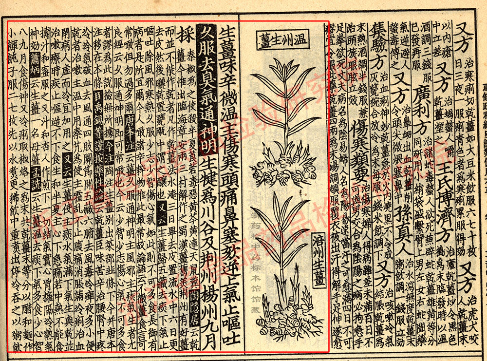 生姜 宋-《证类本草》 资料图