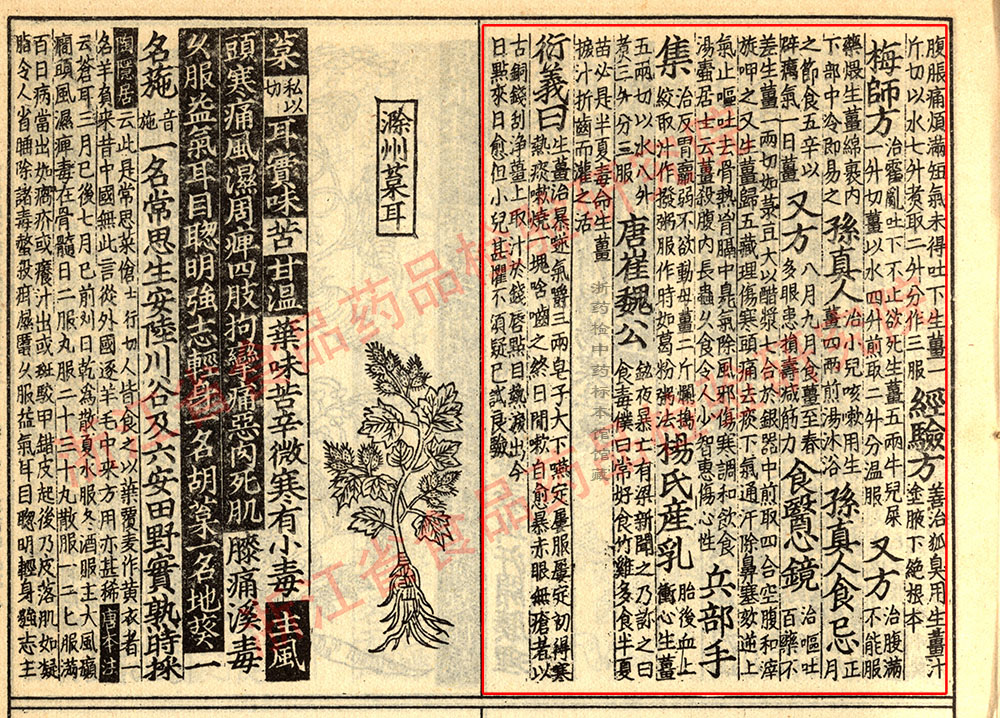 生姜 宋-《证类本草》 资料图