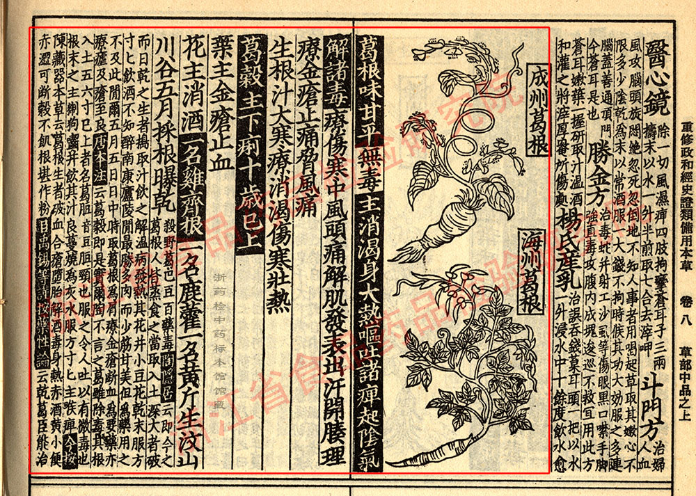 葛根 宋 《证类本草》 资料图