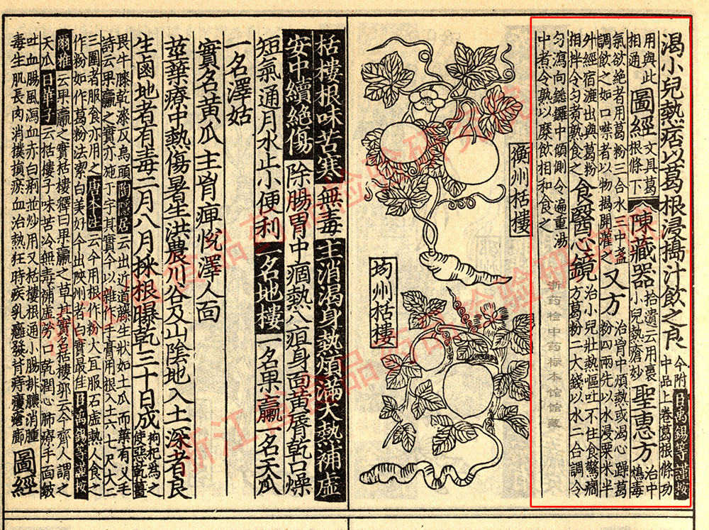 葛根 宋 《证类本草》 资料图