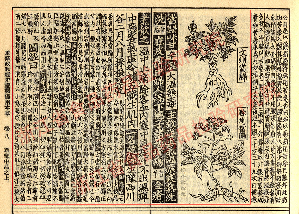 当归 宋 《证类本草》 资料图