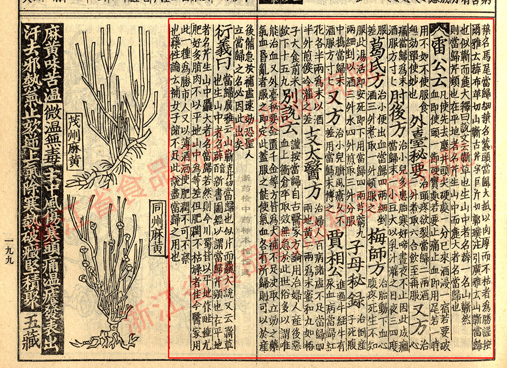 当归 宋 《证类本草》 资料图