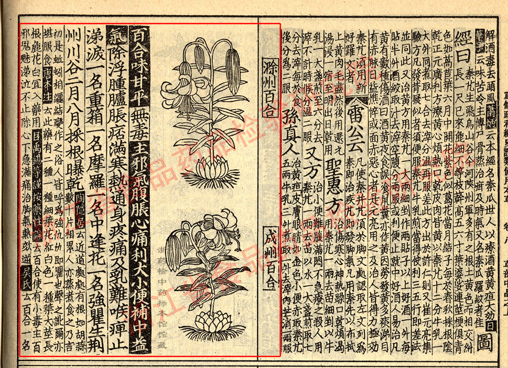 百合 宋-《证类本草》 资料图
