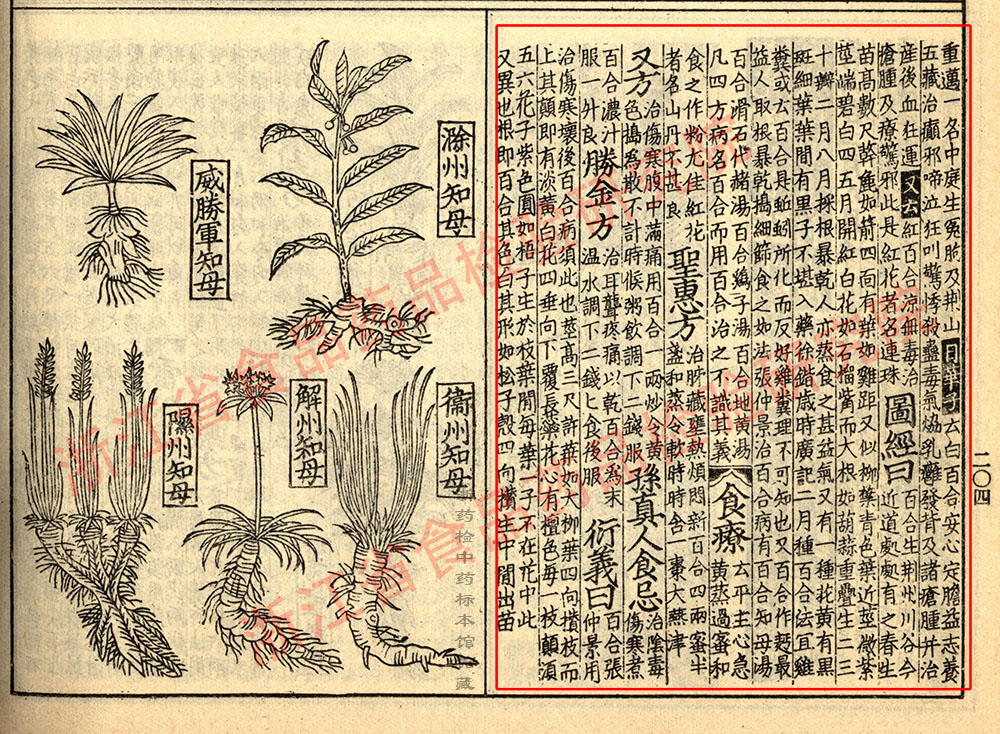 百合 宋-《证类本草》 资料图
