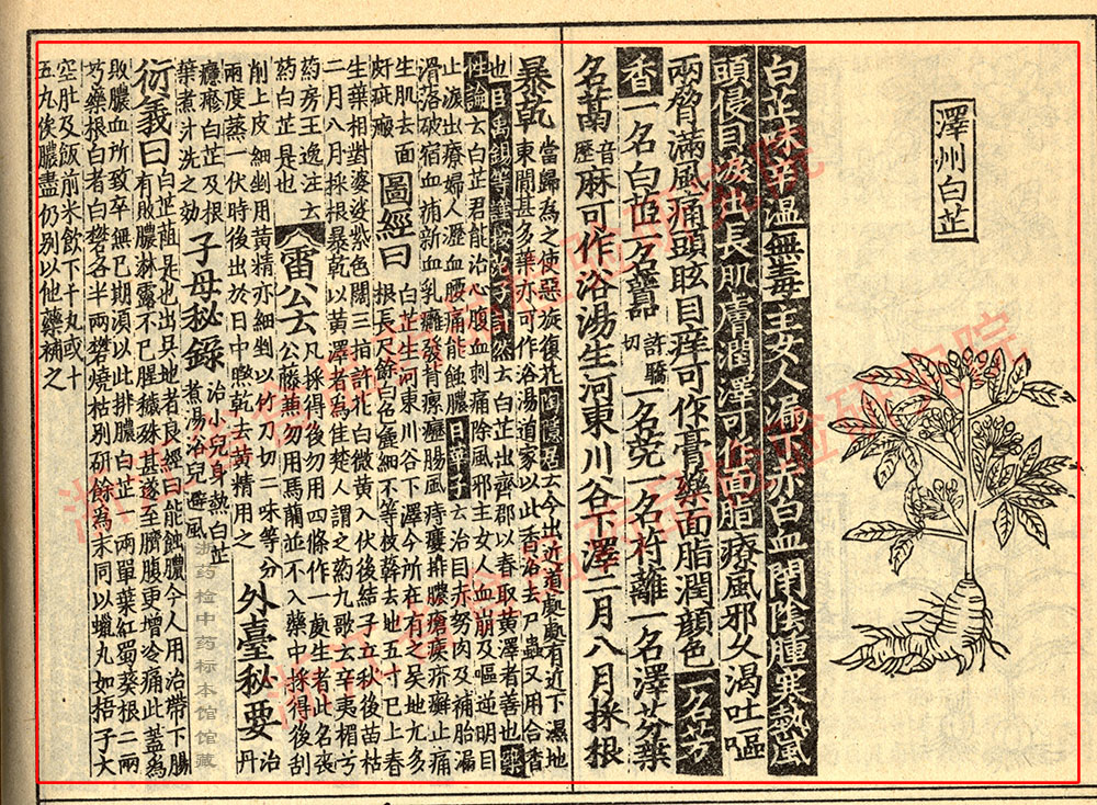 白芷 宋-《证类本草》 资料图