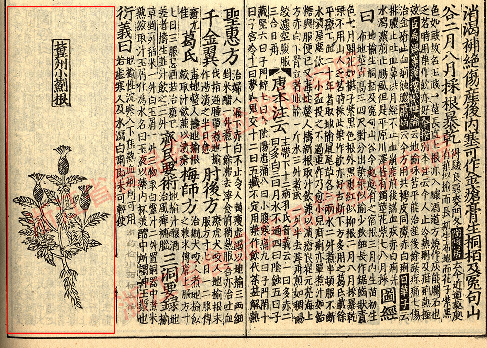 小蓟 宋 《证类本草》 资料图