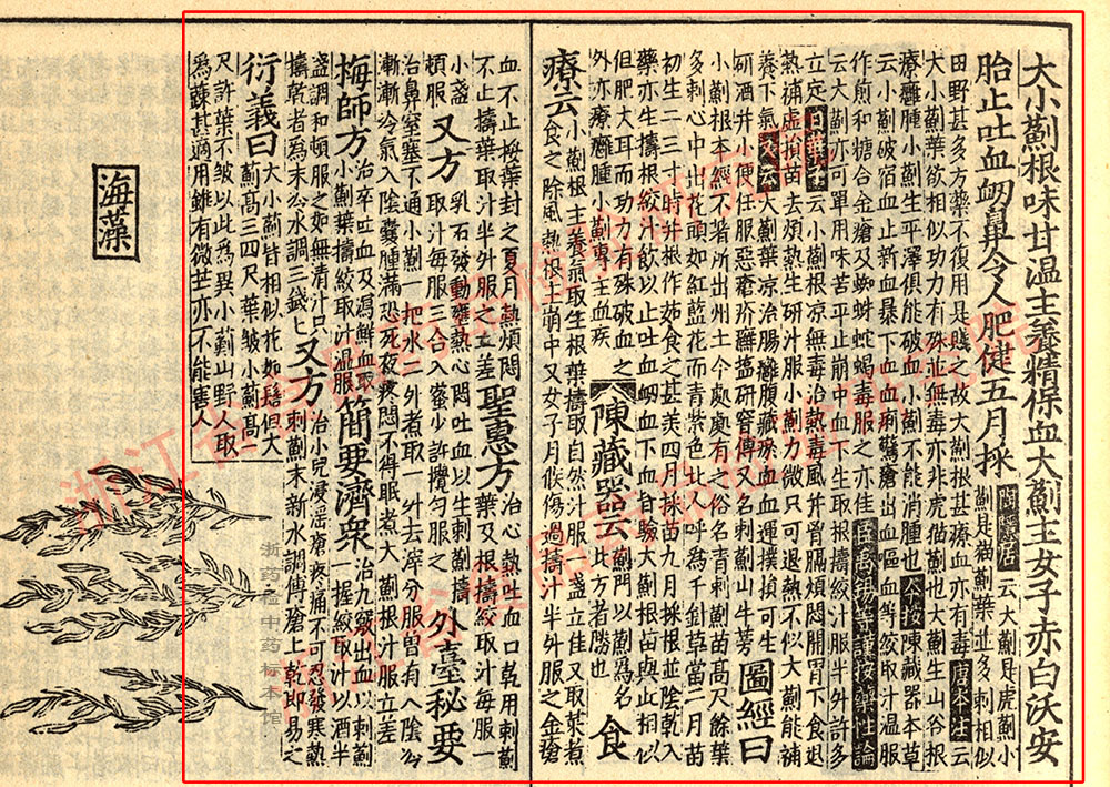小蓟 宋 《证类本草》 资料图
