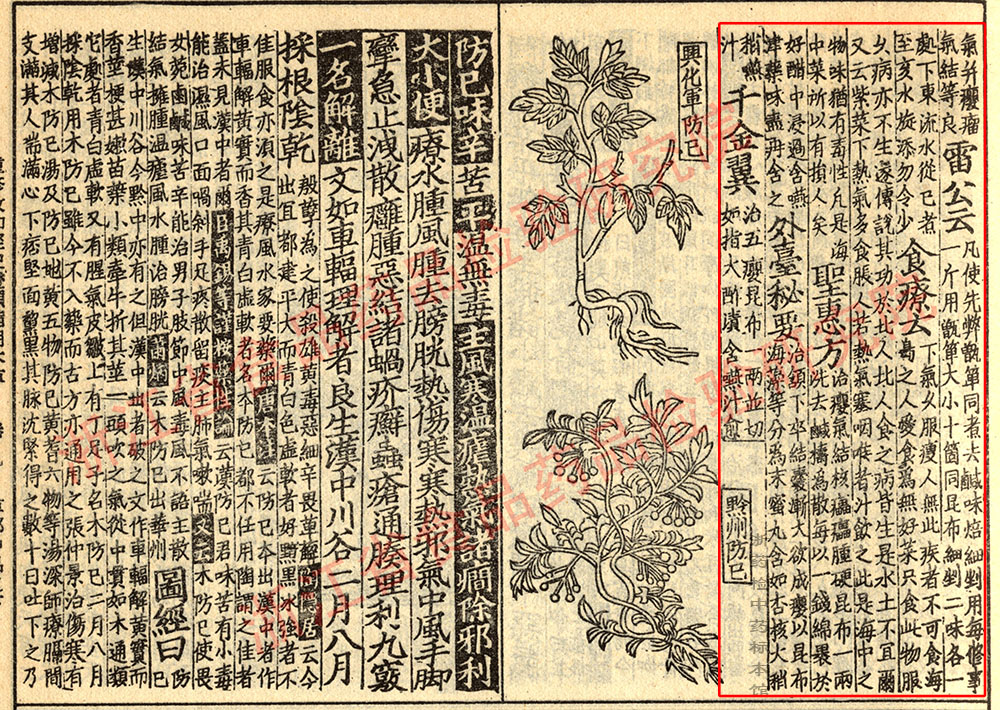 昆布 宋-《证类本草》 资料图
