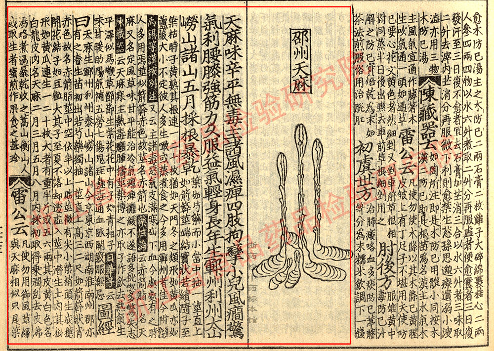 天麻 宋 《证类本草》 资料图