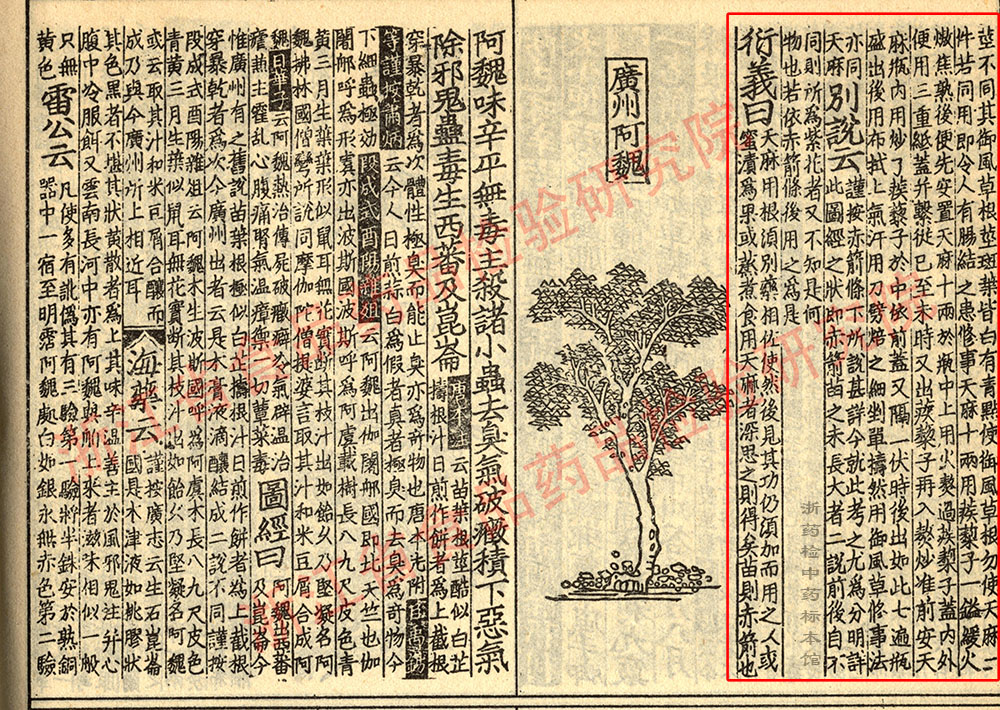 天麻 宋 《证类本草》 资料图