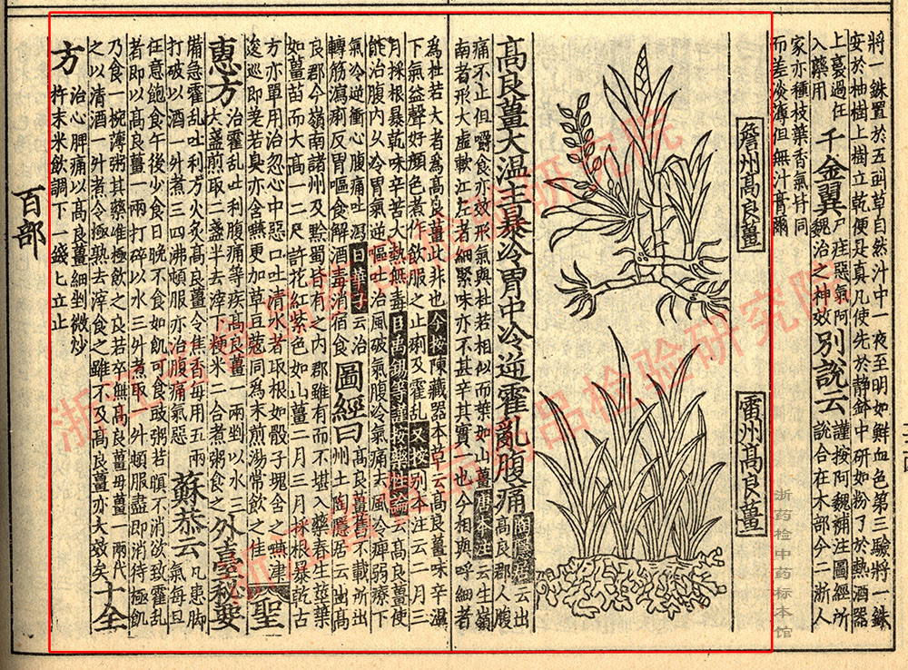 高良姜 宋 《证类本草》 资料图