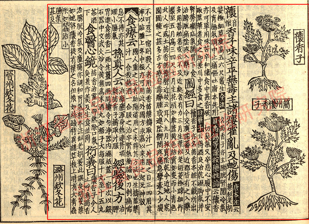 小茴香 宋 《证类本草》 资料图