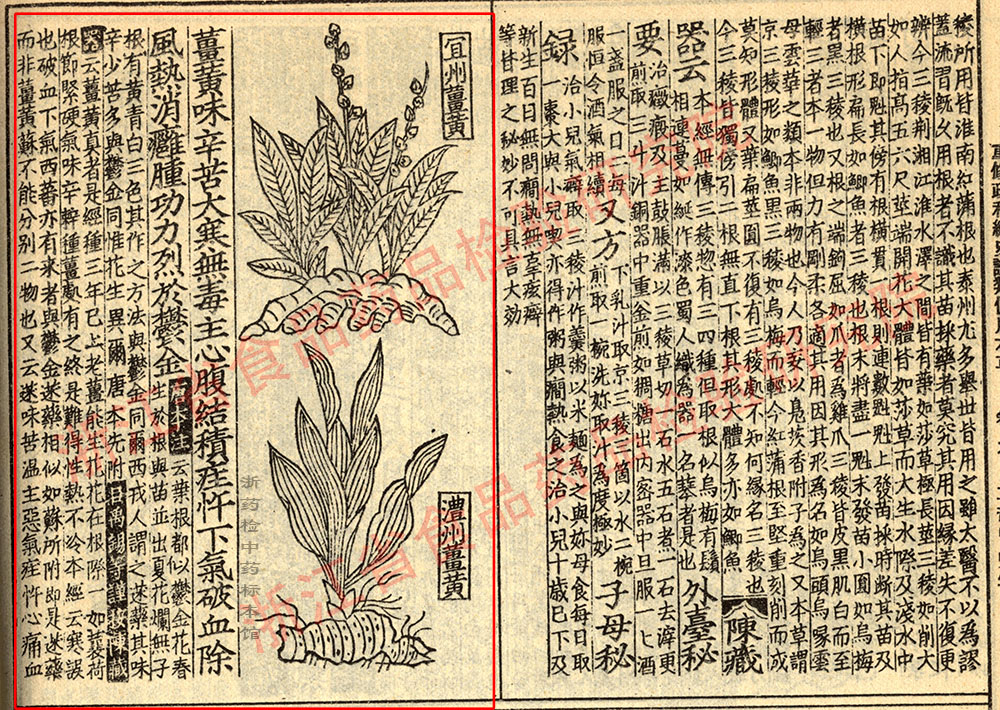姜黄 宋 《证类本草》 资料图
