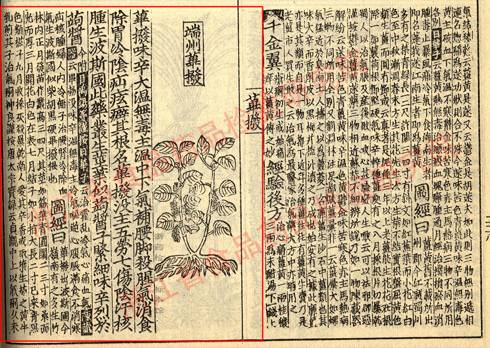 荜茇 宋-《证类本草》 资料图