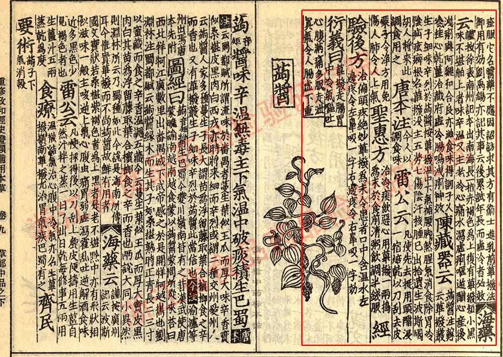 荜茇 宋-《证类本草》 资料图