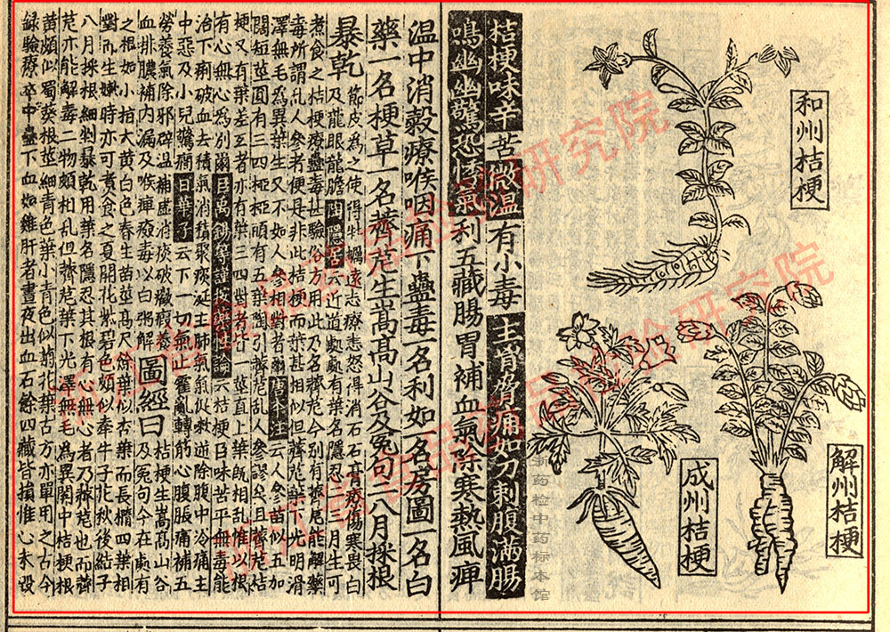 桔梗 宋 《证类本草》 资料图