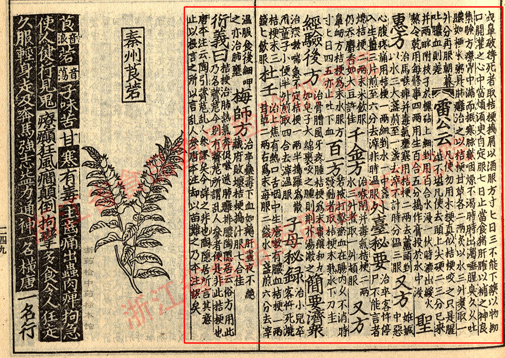 桔梗 宋 《证类本草》 资料图