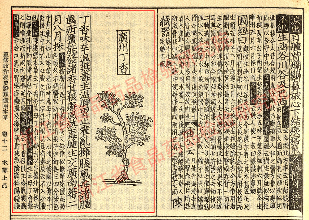 丁香 宋 《证类本草》 资料图