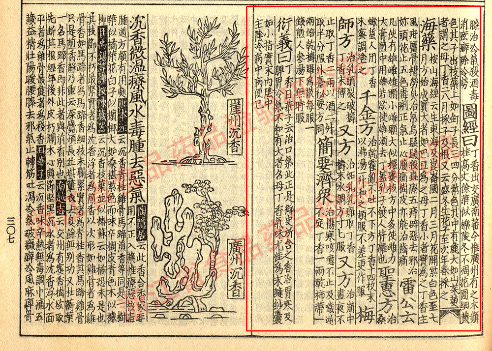 丁香 宋 《证类本草》 资料图