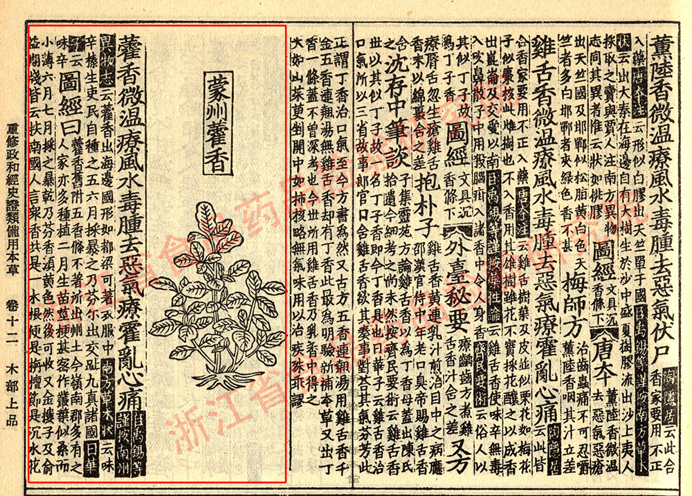 藿香 证类本草 资料图