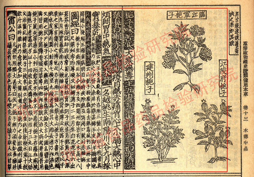 栀子 宋-《证类本草》 资料图
