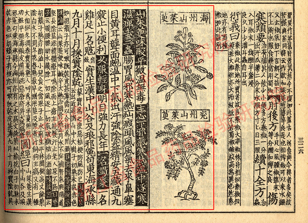 山茱萸 宋 《证类本草》 资料图