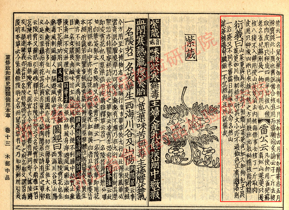 山茱萸 宋 《证类本草》 资料图