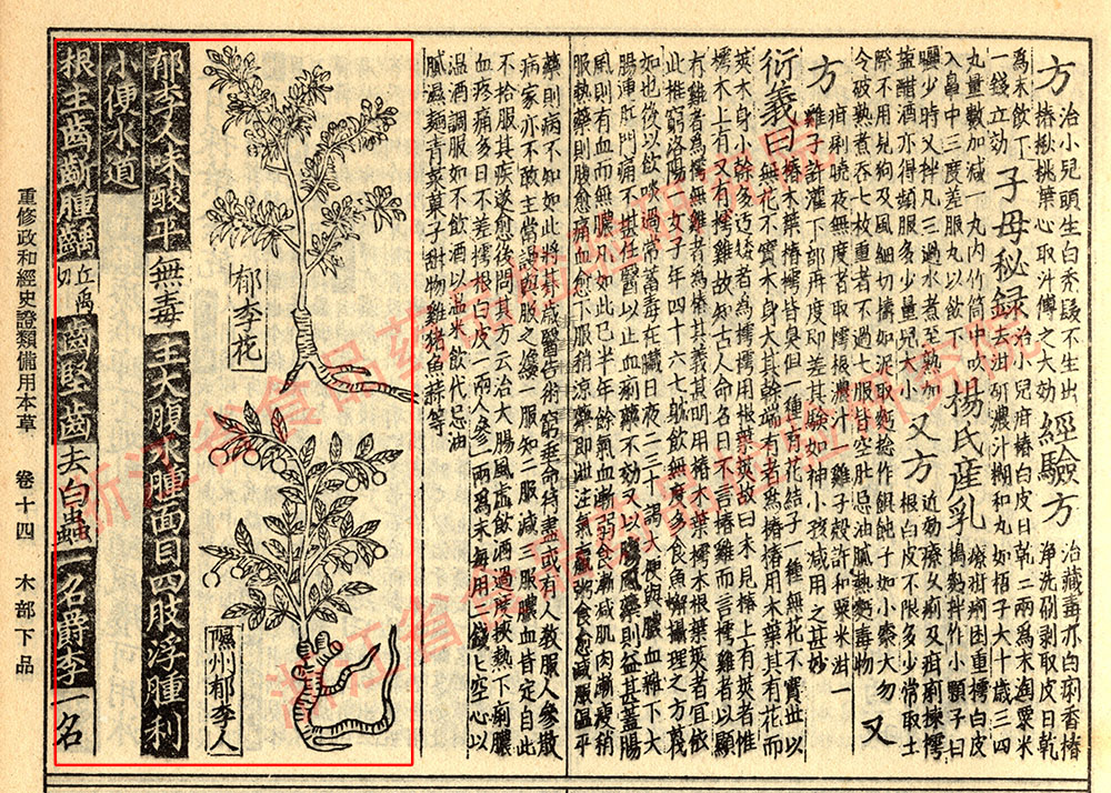 郁李仁 宋-《证类本草》 资料图