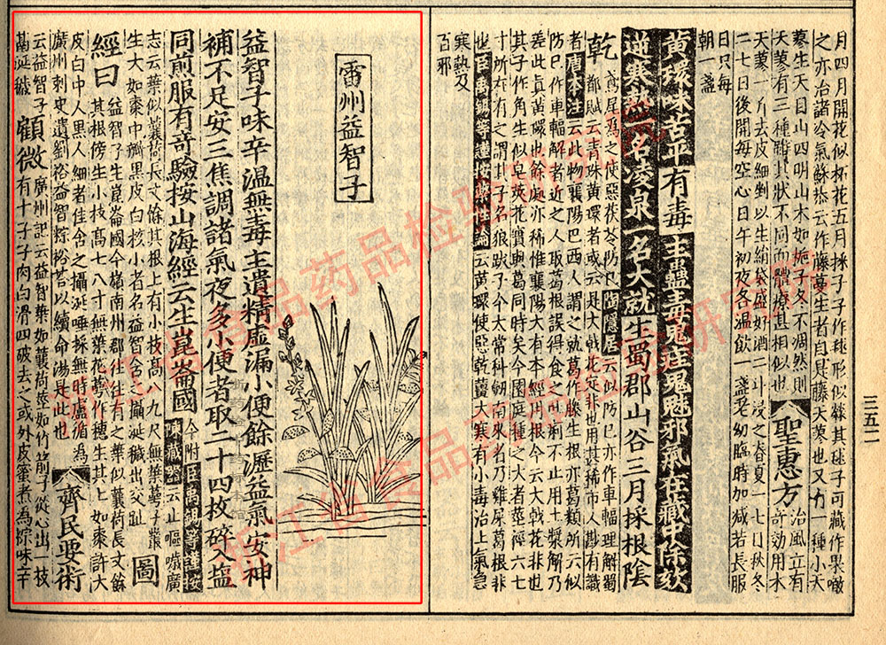 益智 宋 《证类本草》 资料图